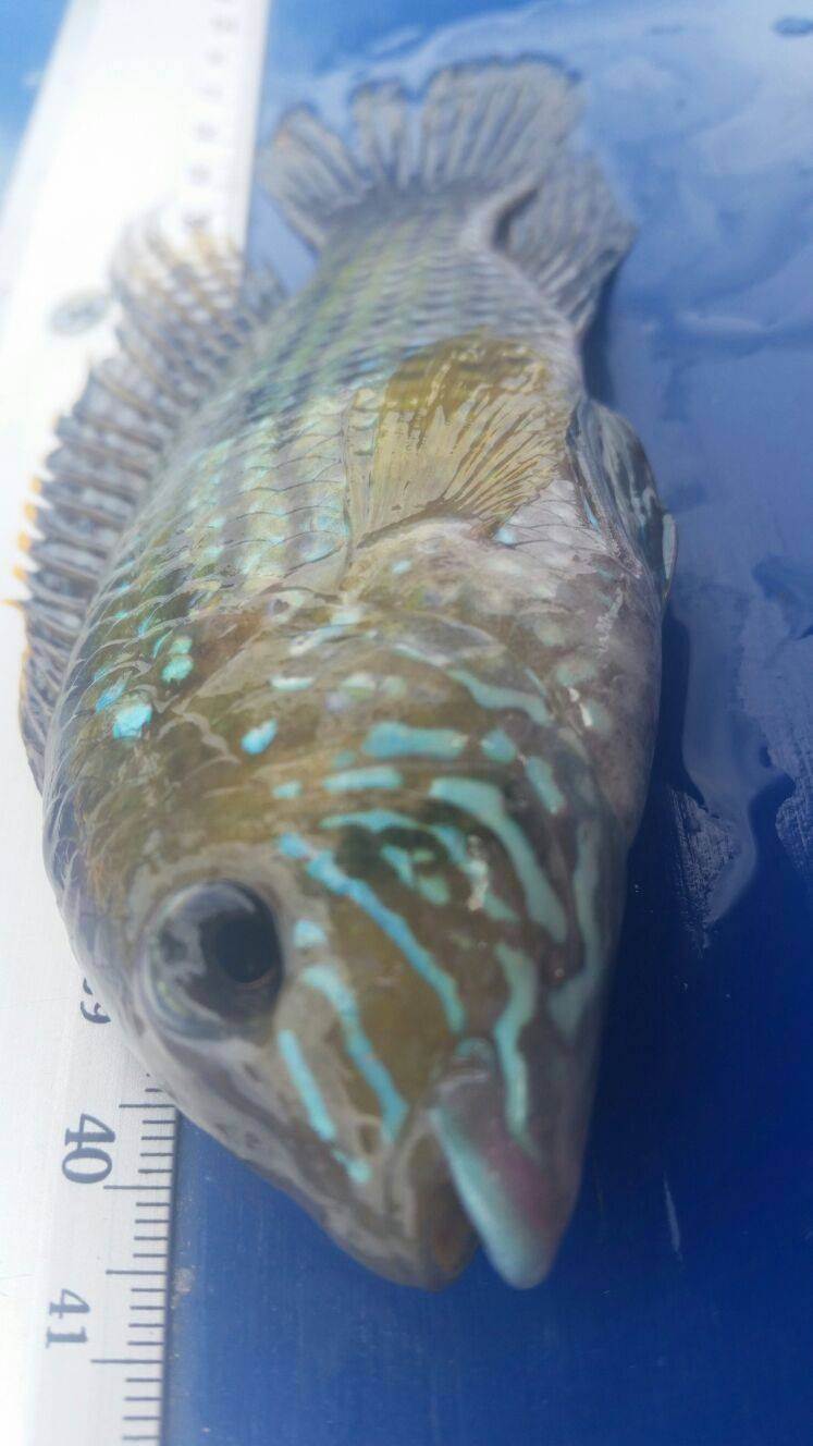 Peces rescatados Quimbo